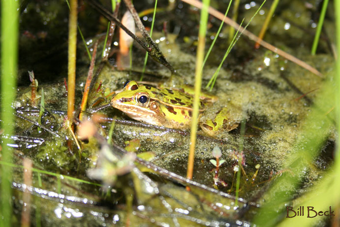 Meet the Frogs of the Pine Barrens